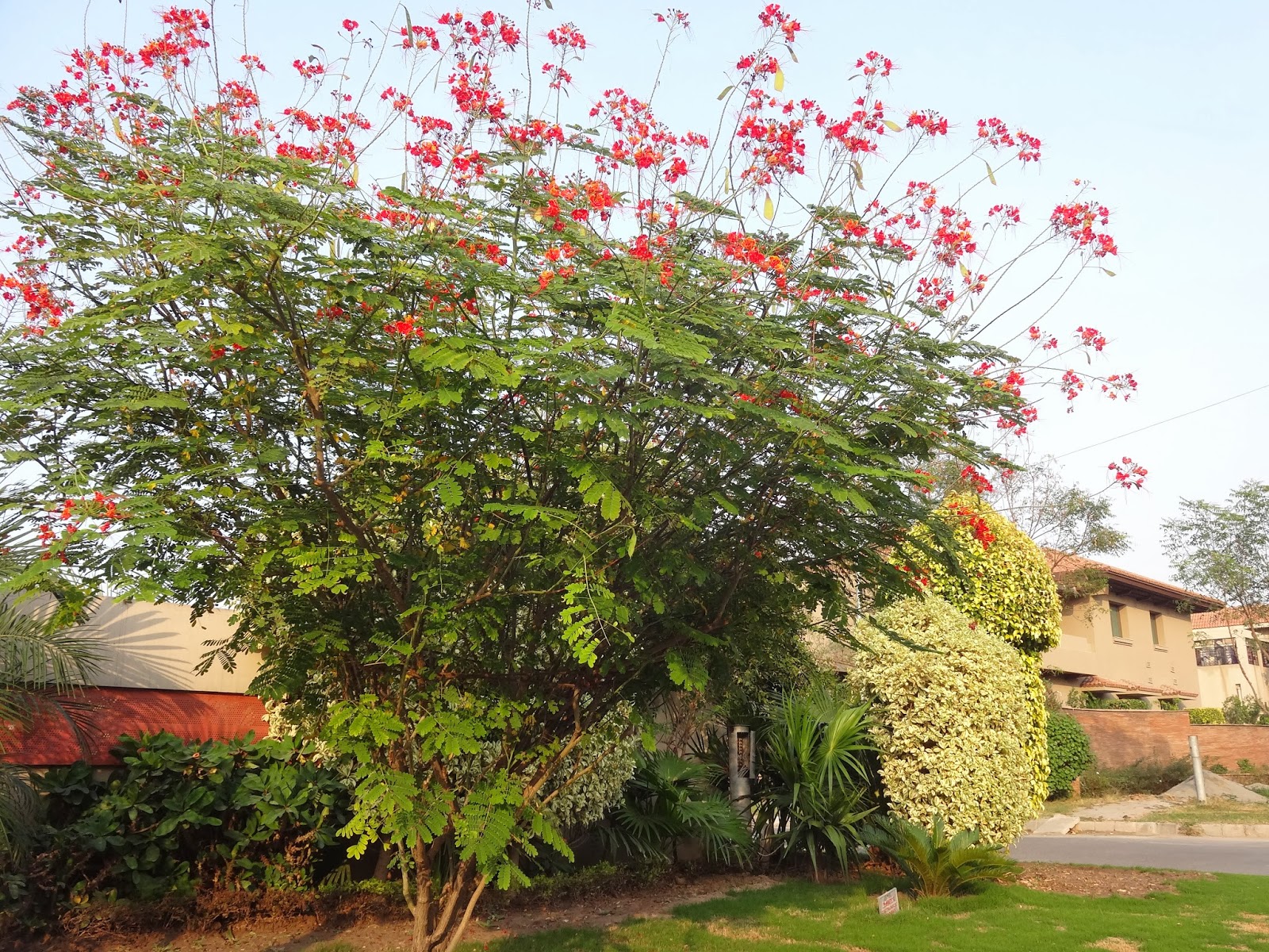 Plants of Lahore Pakistan Peacock flower An ornamental strike to sight!