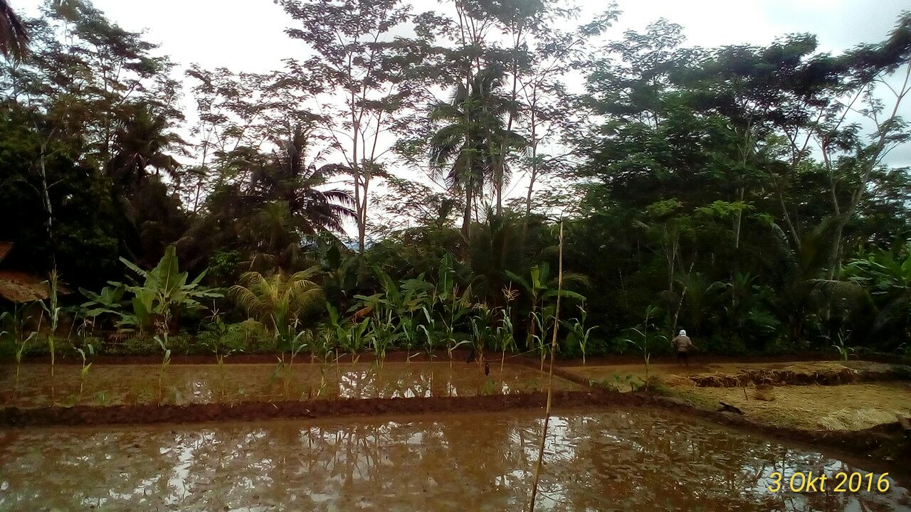 Mendeskripsikan Kampung Halaman Soal Tematik