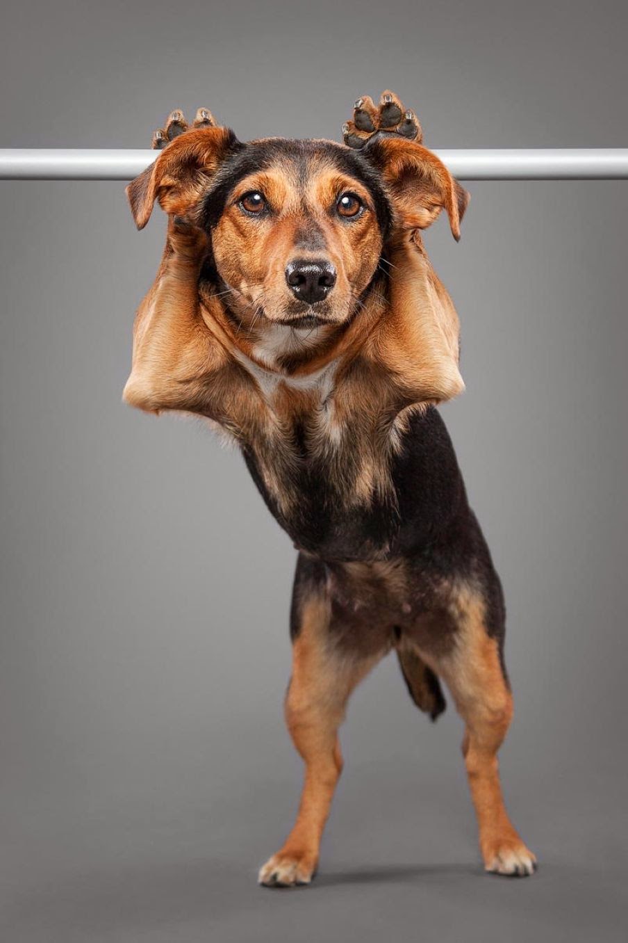 The Craziest Dogs Photography of All Time