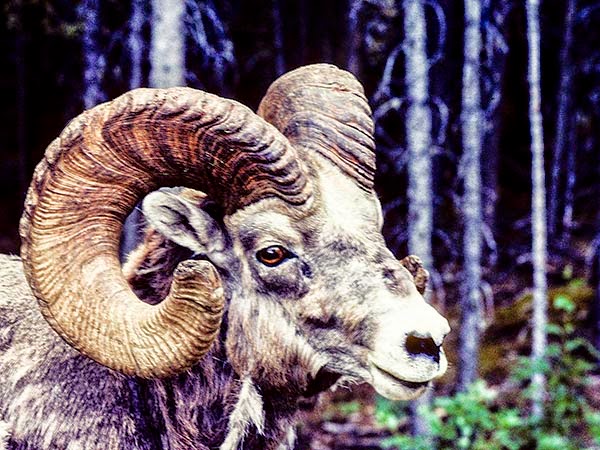 Rocky Mountain Sheep