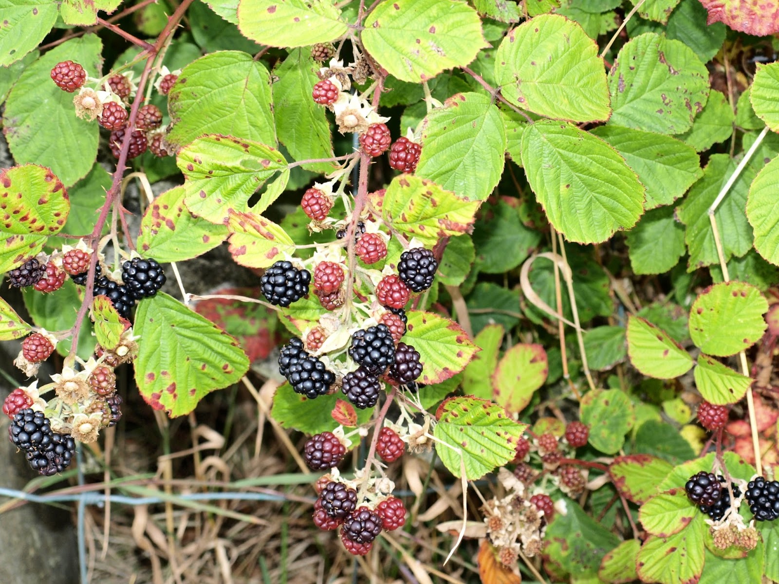 Raw Edible Plants: Blackberry (Rubus fruticosus)