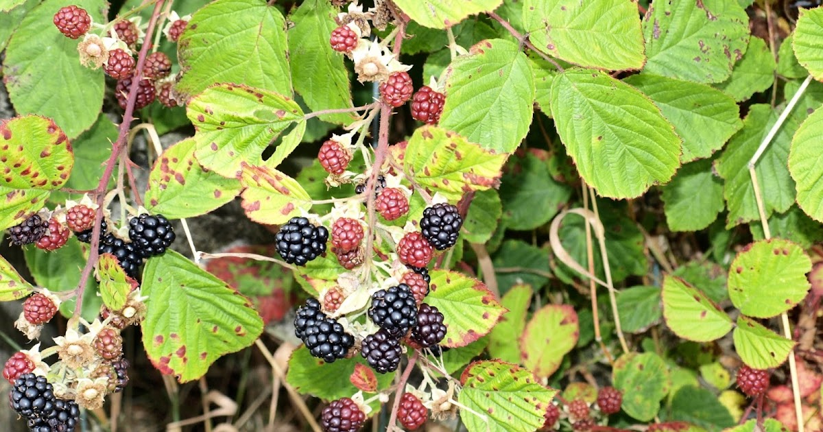 Raw Edible Plants Blackberry (Rubus fruticosus)