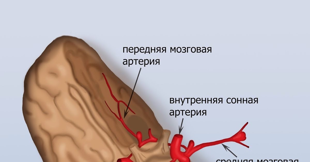 Аневризма сонной артерии что это. Задняя мозговая артерия анатомия. Внутренняя Сонная артерия мозг. Средняя мозговая артерия головного мозга.