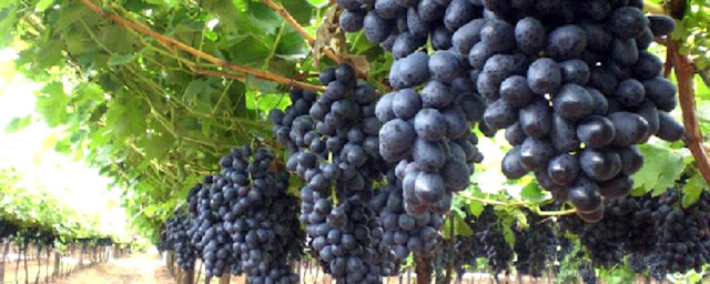 grapes farming in Kenya