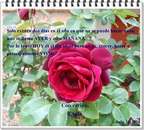 Preciosa rosa regalo de Chela con un hermosa frase