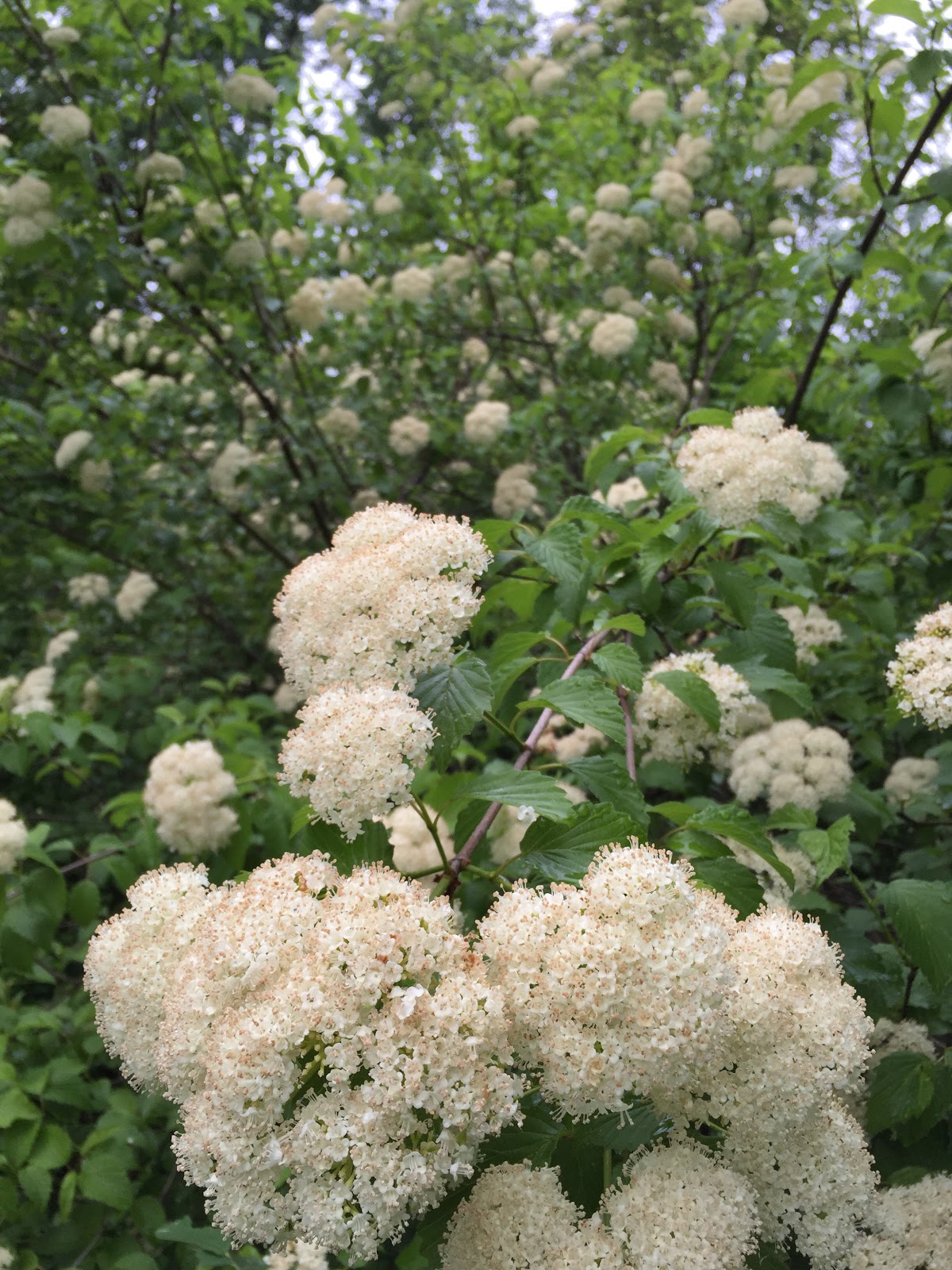 Autumn Lights Picture Autumn Jazz Viburnum