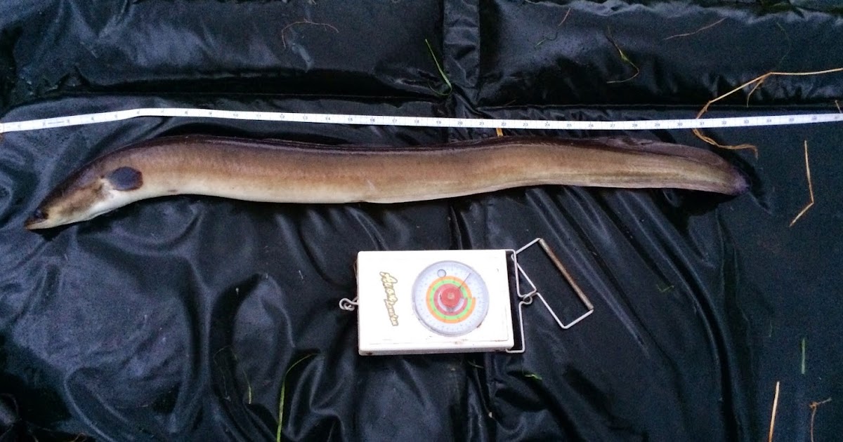 North East Piker Latest eel session