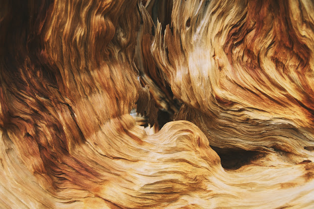 Close up image of bark