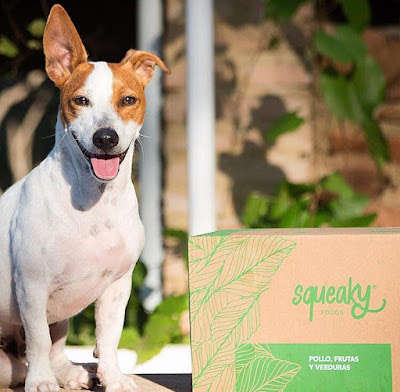Luc jack russel terrier encantado con su dieta barf squeaky foods alimentación natural perros