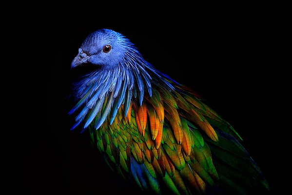 BANCO DE IMAGENS - POMBOS ORNAMENTAIS E EXÓTICOS https://mundoanimalevidaselvagem.blogspot.com.br BANCO DE IMAGENS - POMBOS ORNAMENTAIS E EXÓTICOS https://mundoanimalevidaselvagem.blogspot.com.br
