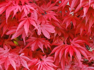 Acers are a wonderful addition to a garden