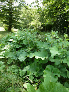 Belles Sauvages Et Plus Mahonia Aquifolium Bientot Prunes