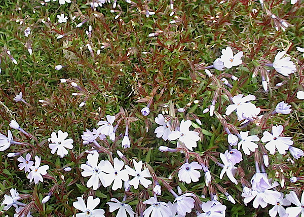 Phlox subulata as ground cover