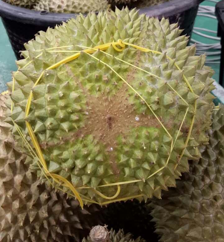 Tips Membeli Buah Durian Musang King Yang Asli Panas