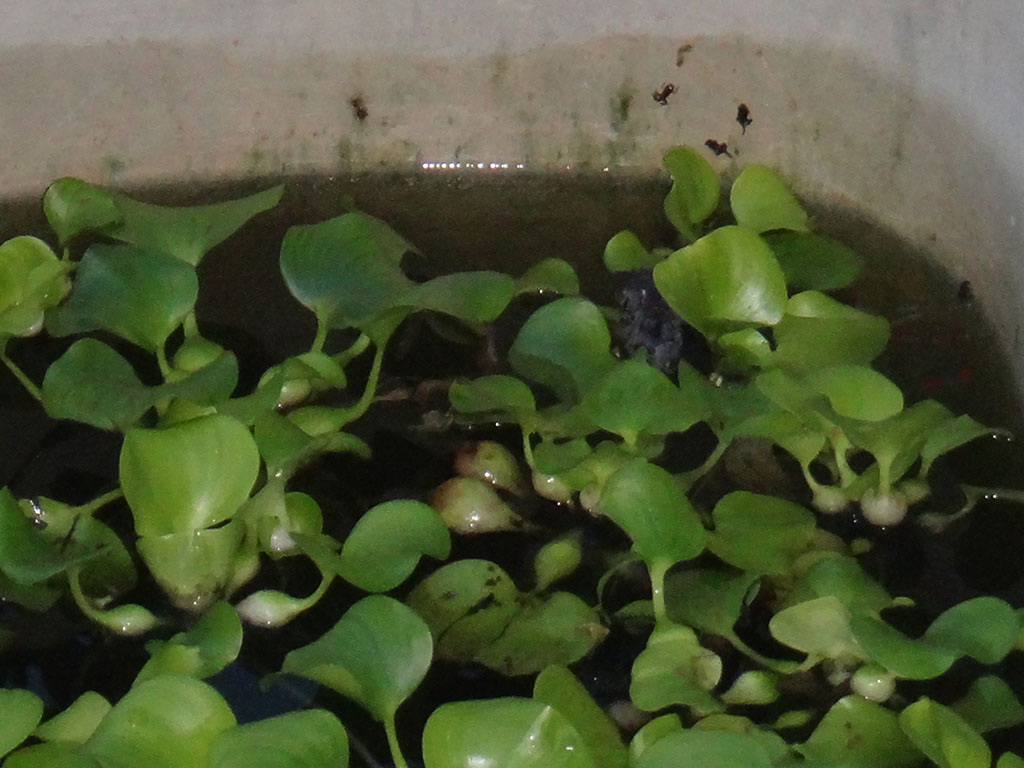 Nota Tercicir...: Kolam ikan jadi tempat asmara katak