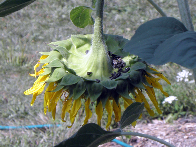 Woodchuck Acres Why sunflowers droop
