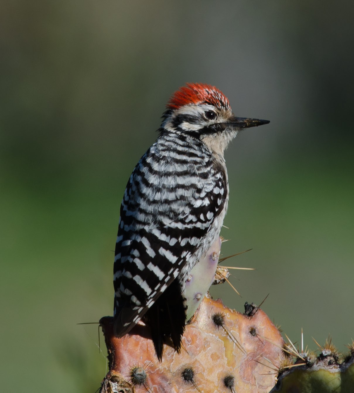 Gordon's Birding Adventures Boyce Thompson Arboretum 10 March 2013