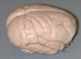 otak monyet