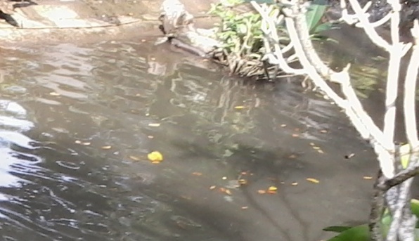 10 Contoh Cerita Rakyat Dalam Bahasa Inggris Dan Artinya