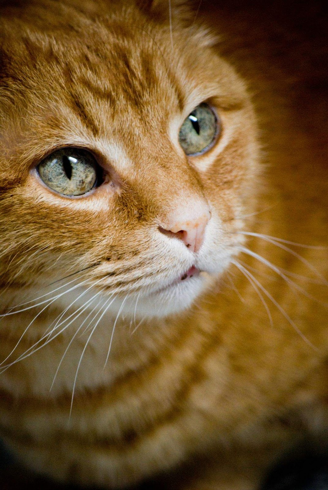 Funny cats - part 242, cute cat images, best cat photos