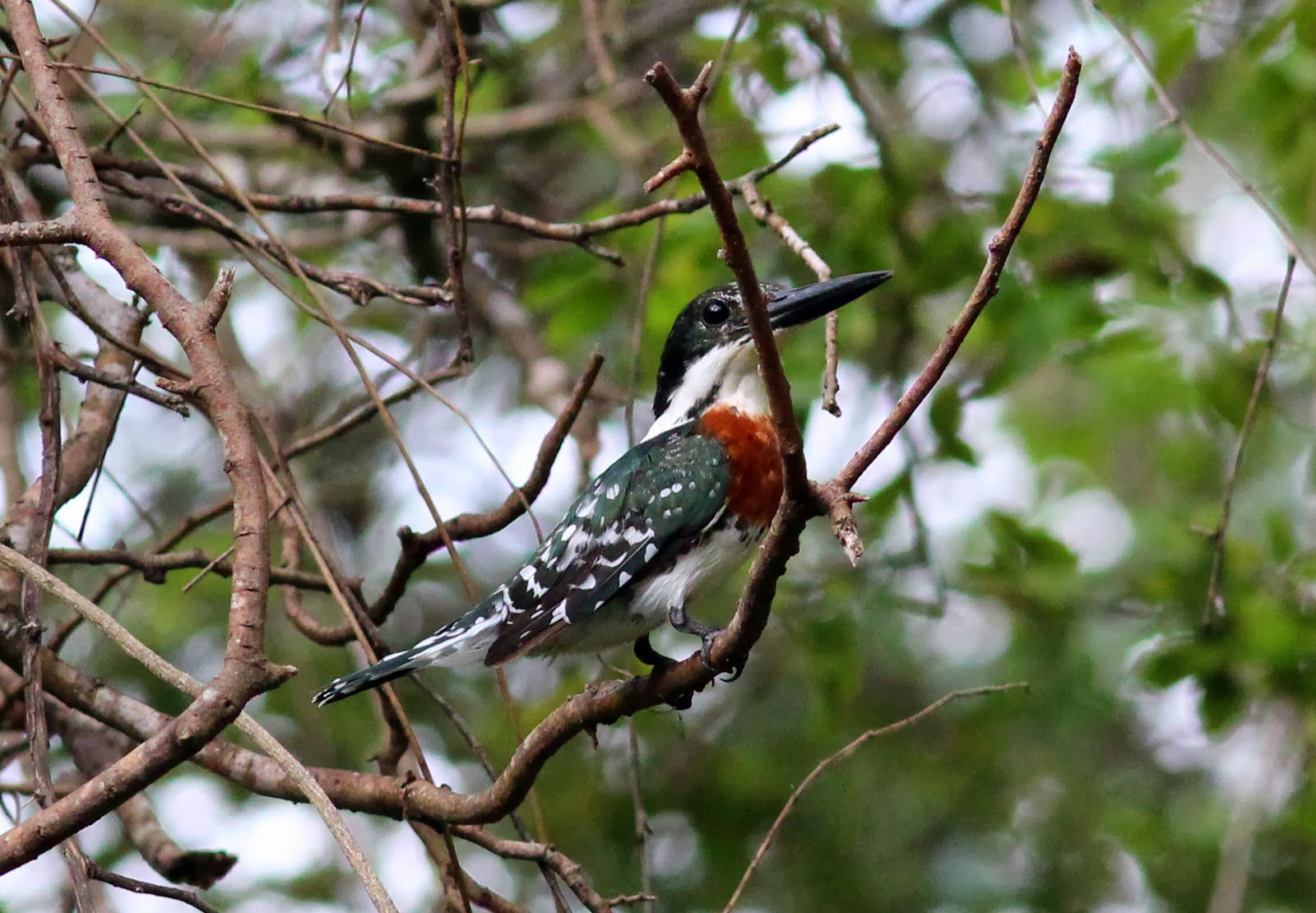 Antshrike's Bird Blog Frontera Audubon Thicket, 9/30/13