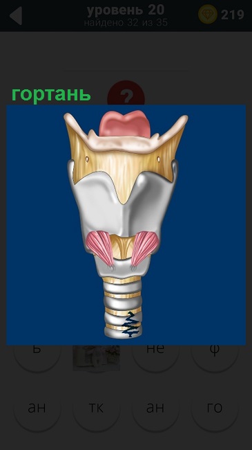 под каким номером изображена гортань человека