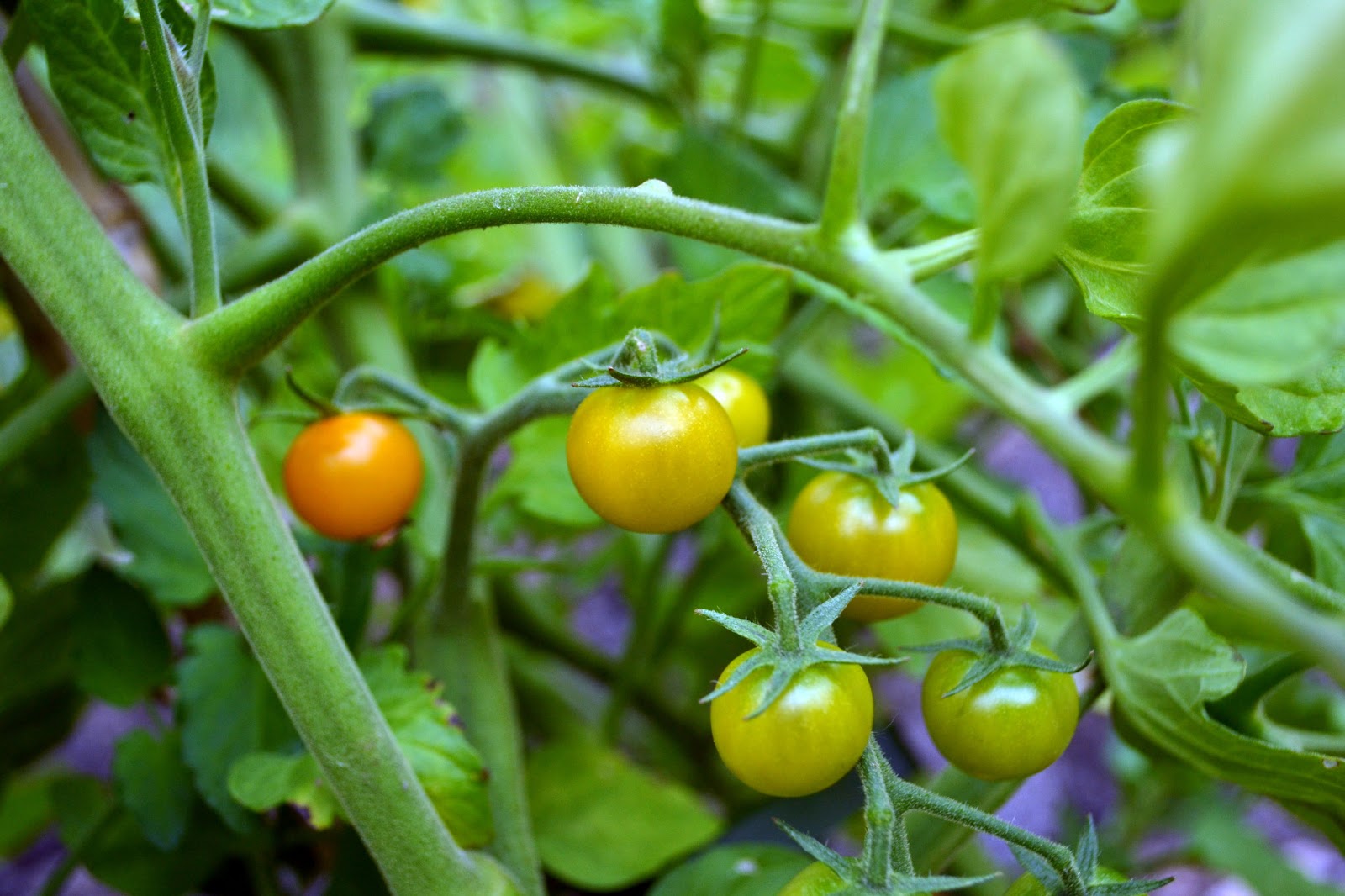 Home Garden + Design Tomatoes Lots of flowers, no fruit