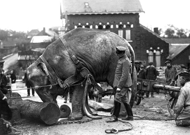 Los animales en la Primera Guerra Mundial