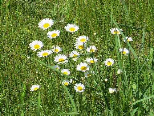 daisies
