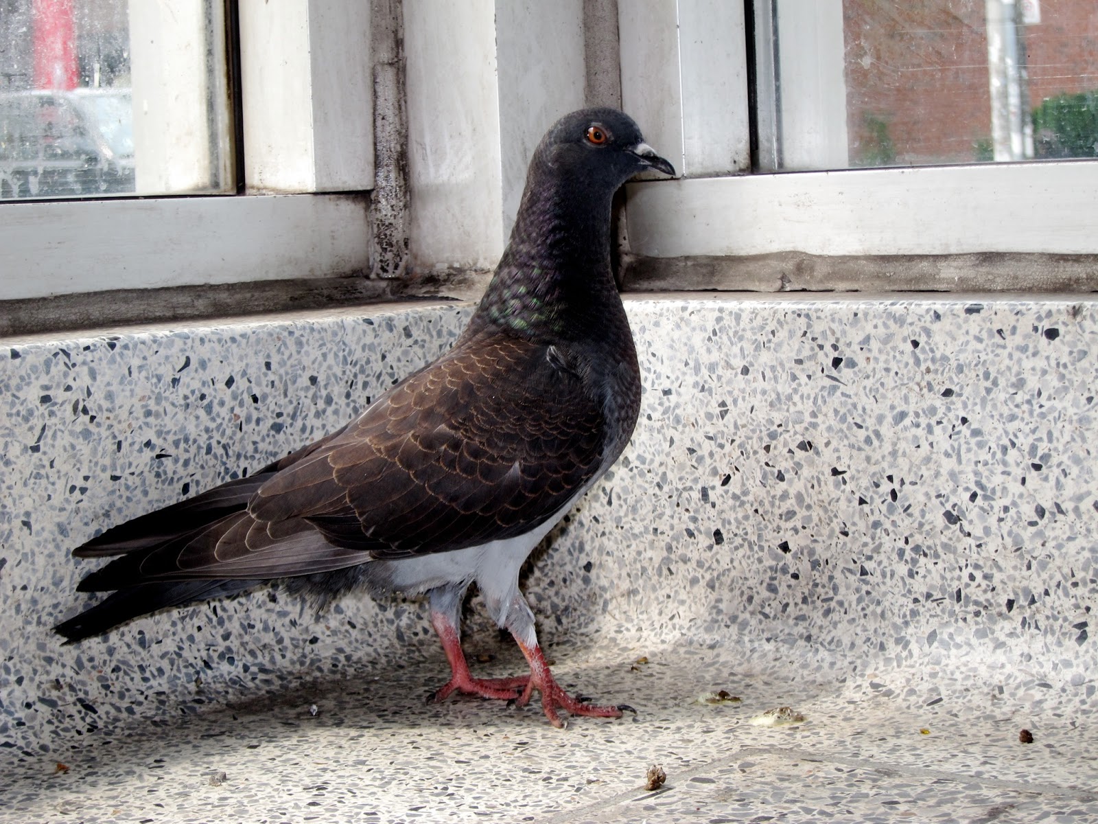 Pigeon at Bathurst station