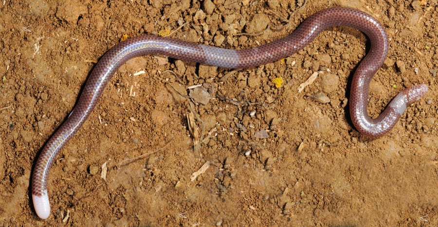 Reptiles & Amphibians: Dibamus