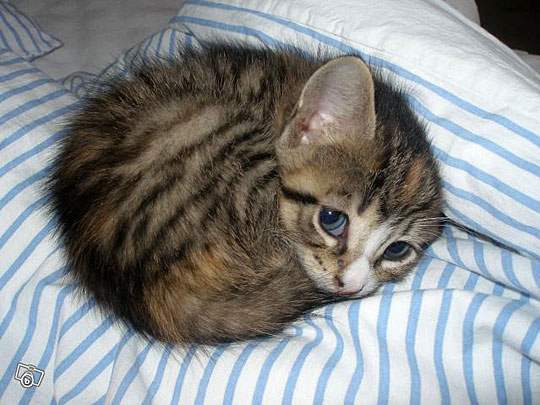 Cute Cat - Can I Please Sleep Here Tonight?