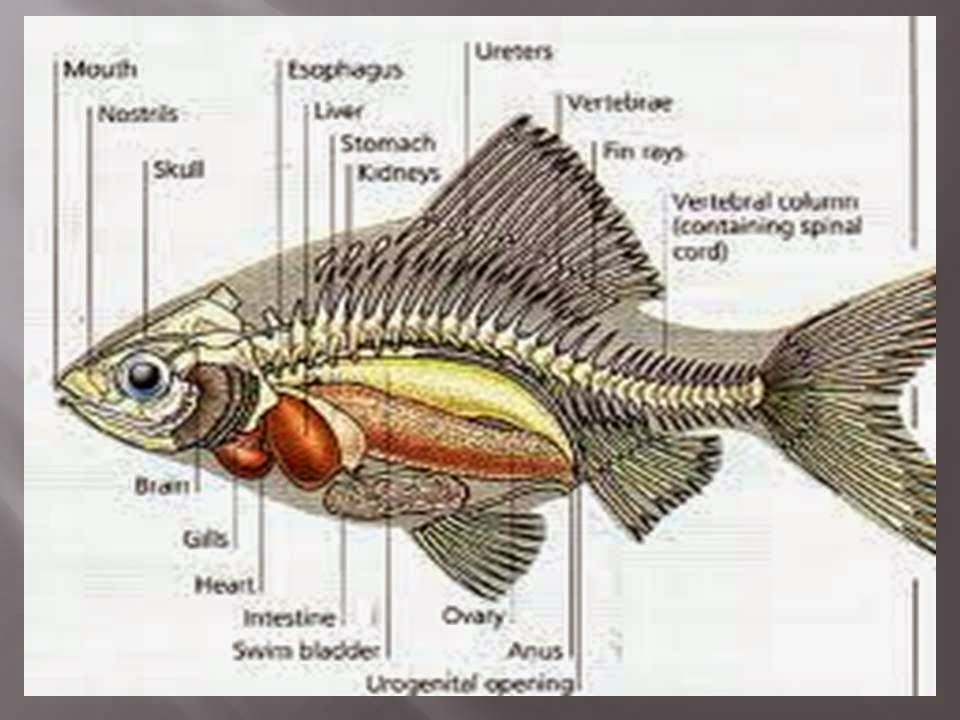 KOMUNITAS PENYULUH PERIKANAN: ANATOMI DAN FISIOLOGI IKAN