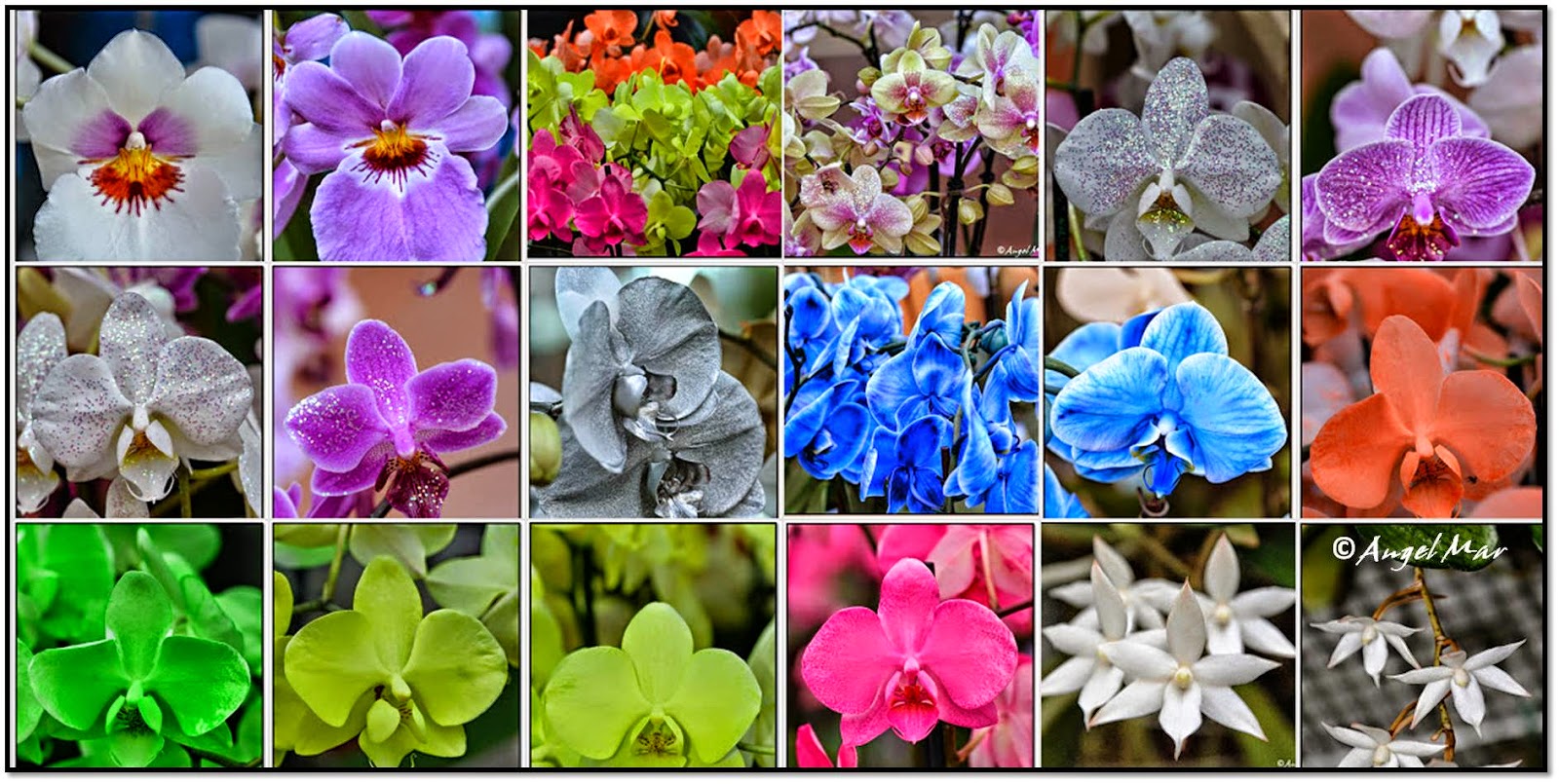 Orquídeas Blog de Angel Mar Mosaicos