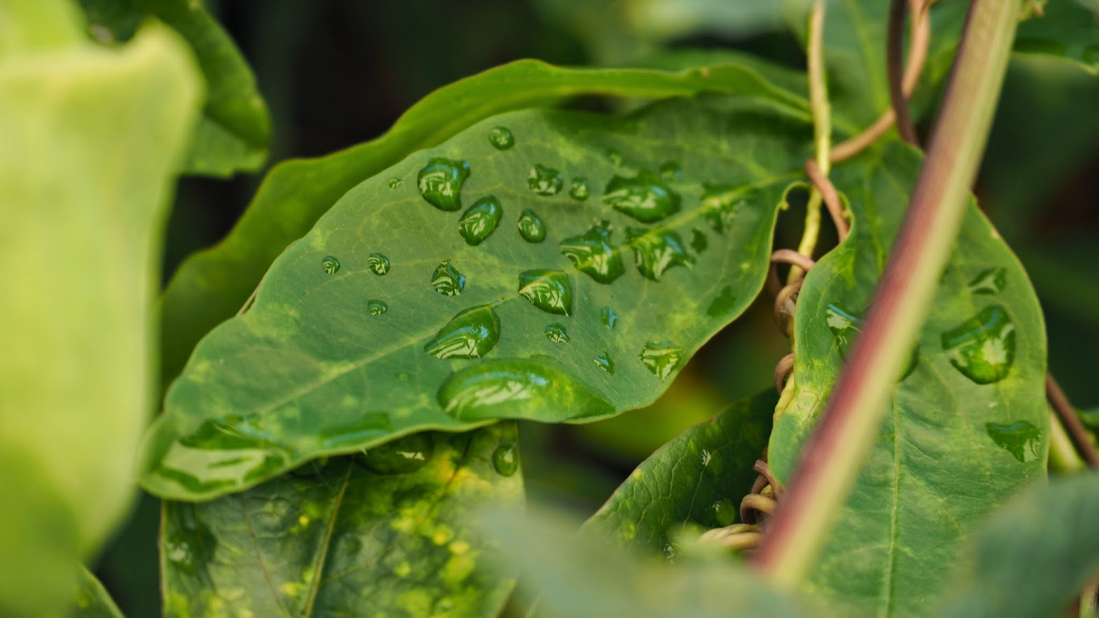 littlescale Winter Passionfruit Vine