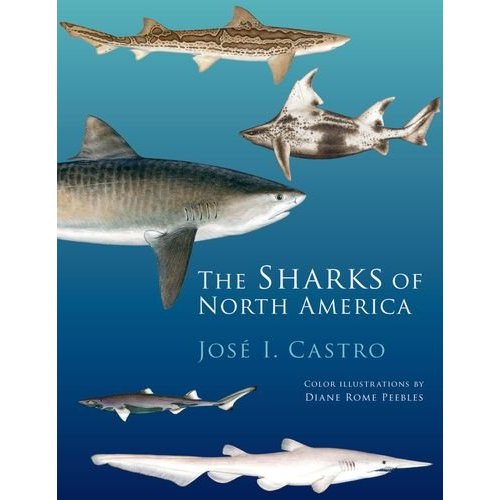 the-best-shark-dive-in-the-world-behold-the-bible