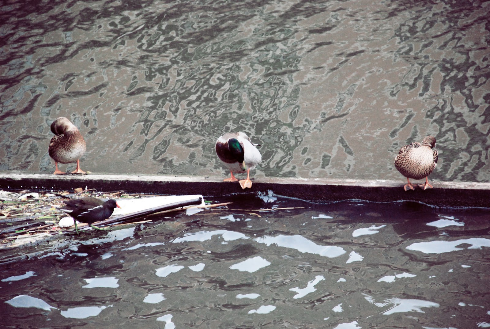 loversfield hay veces que el pato nada