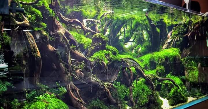 Cara Membuat Aquascape Untuk Pemula