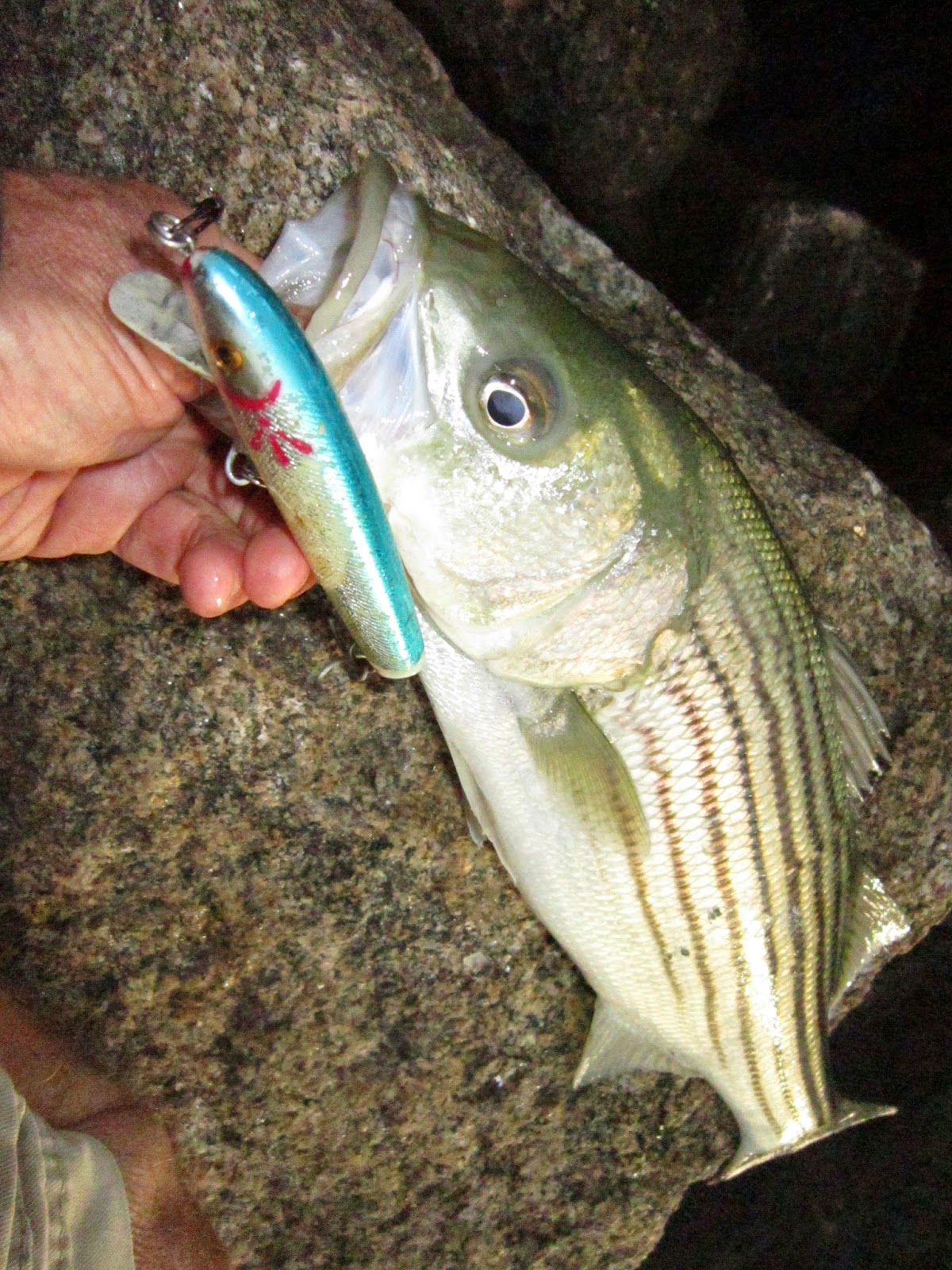 Rhode Island Striped Bass All Stripers