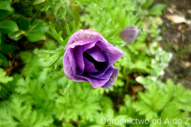 Zawilec wieńcowy Anemone coronaria