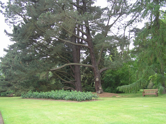 The Savill Garden