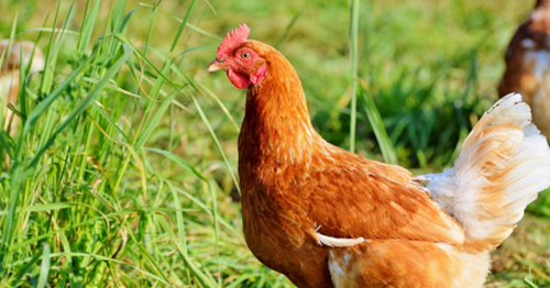 23 Arti Mimpi Ayam Betina Berdasarkan Islam Dan Primbon Jawa Mimpi Menurut Islam 23 Arti Mimpi Ayam Betina Berdasarkan Islam Dan Primbon Jawa Mimpi Menurut Islam