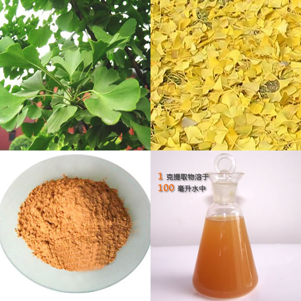 Ginkgo Biloba Medicinal herbs plants