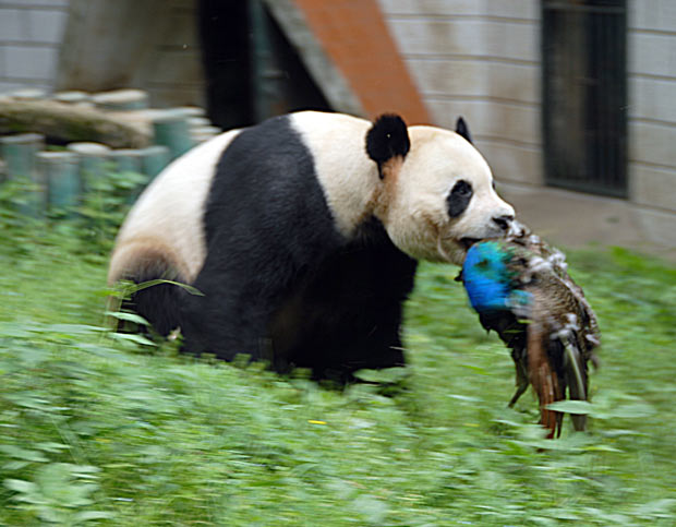 The Lazy Lizard S Tales On Meat Eating Giant Pandas