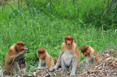 Firefly and Monkeys : Best Story With Moral For Kids Firefly and Monkeys : Best Story With Moral For Kids