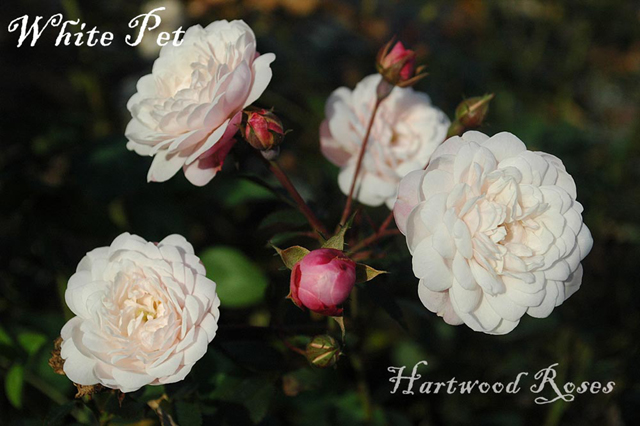 Hartwood Roses: Easy Care Heirloom Roses ... The List!