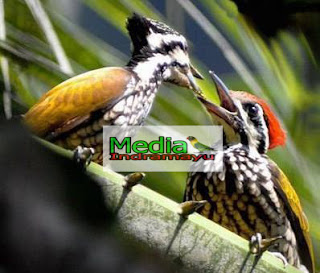 Daftar Harga Burung Pelatuk April 2018 Media Burung Indramayu