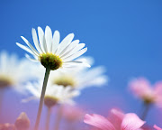 variety daisies super quality wallpapers. bright white flower (bright white flower normal )
