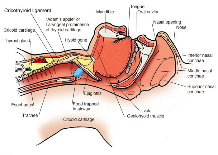 Ballpoint Pen Parker Pic: Ballpoint-pen Tracheotomy chacha diagram 