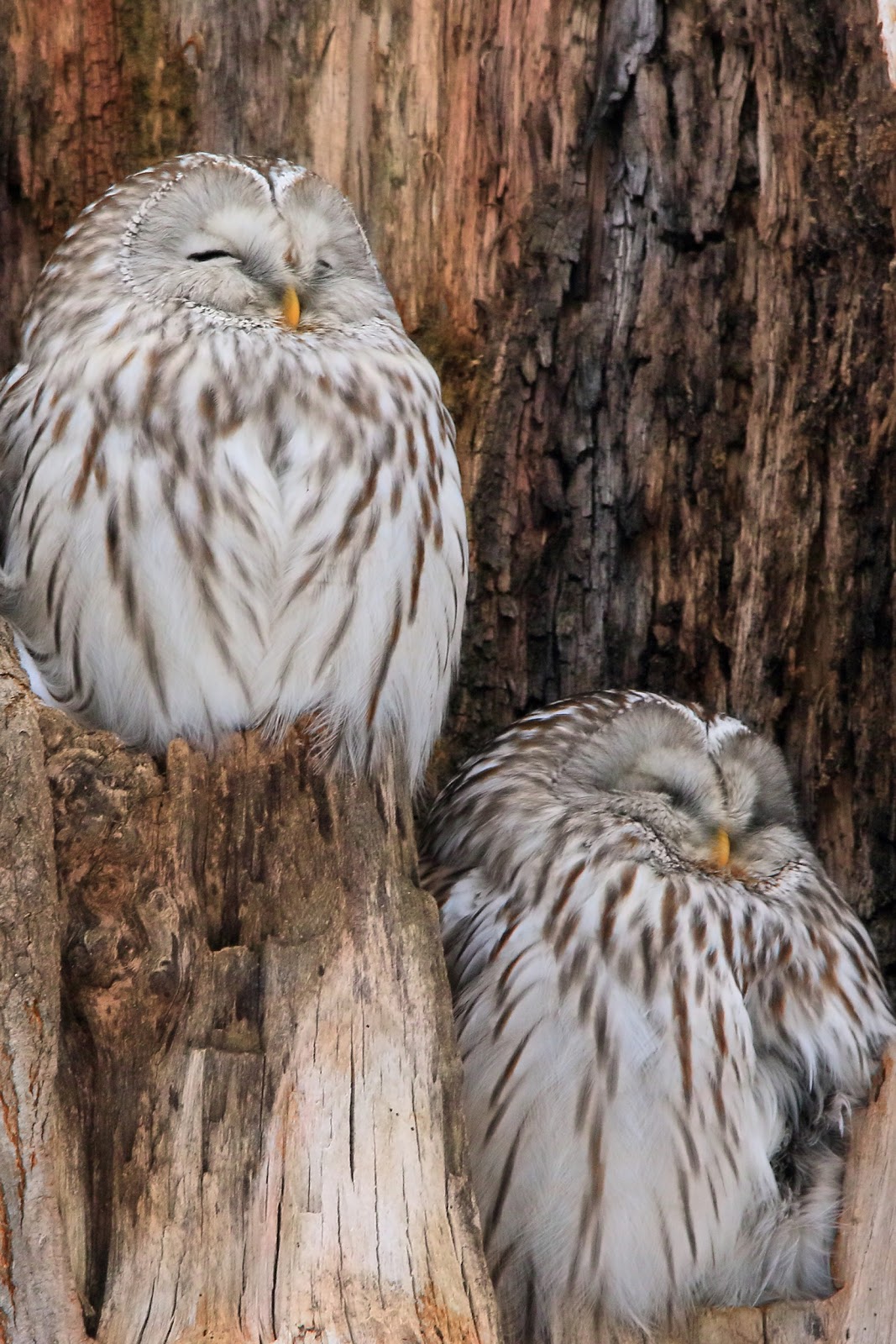 エゾフクロウの仲良し夫婦 ぷかぷか雑記帳